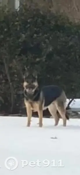 Lost Dog: Gretchen in Elmwood Park - photo