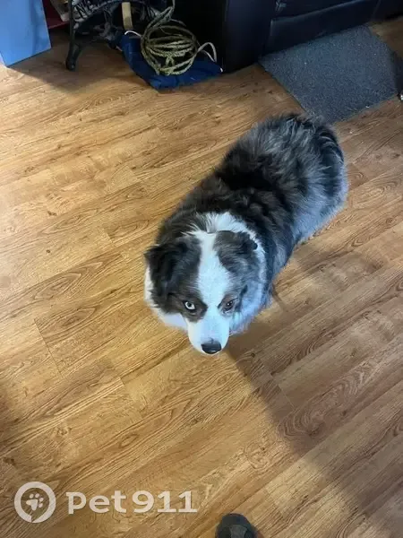 Lost Mini Aussie: Timid, Two-Toned Eyes - photo