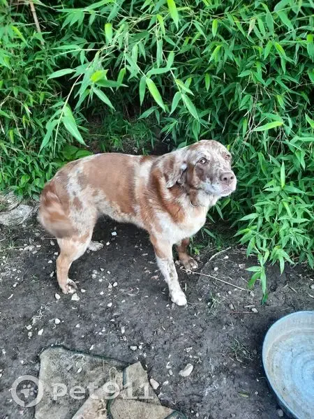 Lost Dog in Marshfield: Brown & Cream - photo