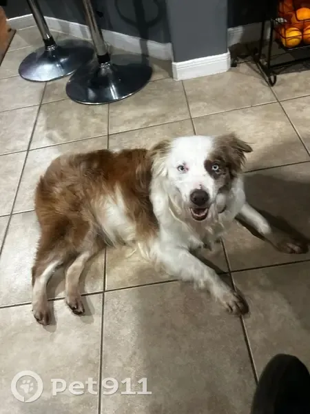 Lost Dog Alert: Letty Ran to the Woods - photo