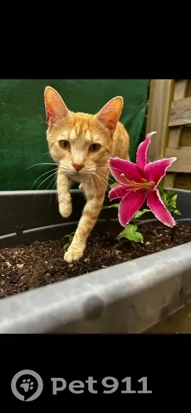 Chat perdu, Rue du 1er Mai, Couëron - photo