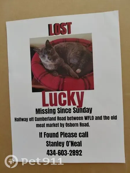 Lost Dilute Tortie Cat on Cumberland Rd - photo
