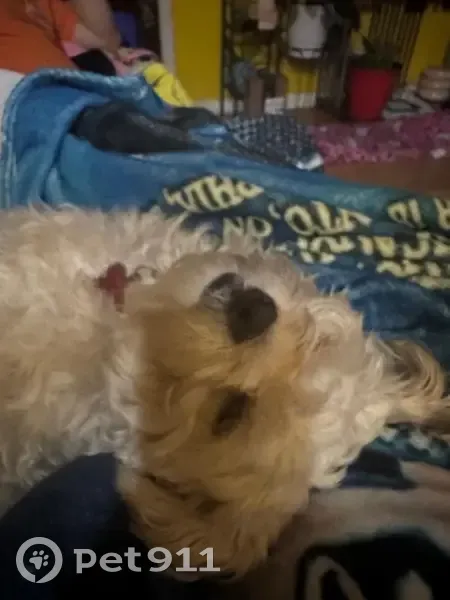 Lost: Tiny White Dog on Hamilton St - photo