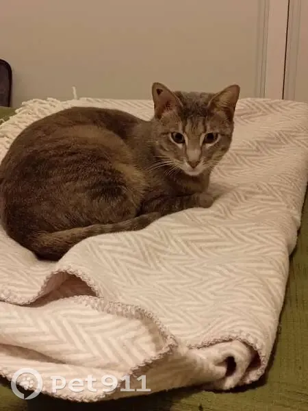 Chatte grise tigrée perdue à Lyon - photo