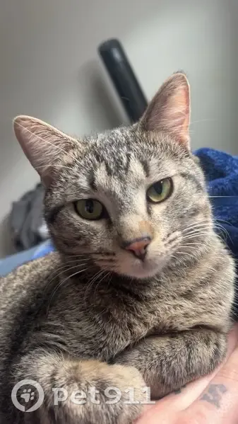 Lost Tabby Cat: Green-Gold Eyes, Puyallup - photo
