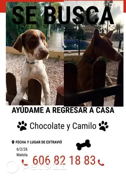 ¡Perros Perdidos en Elx: Camilo y Chocolate! - photo