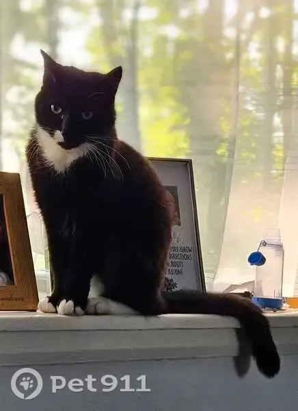 Lost Cat in Bromborough: White Nose Mark - photo