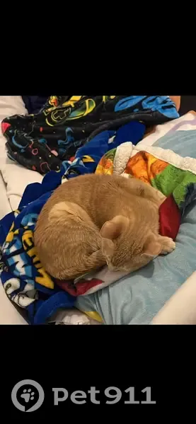 Jeune chat roux blessé trouvé à Auneuil - photo