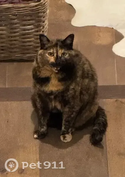 Lost 2-Tone Chin Cat on Victoria Rd, CT - photo