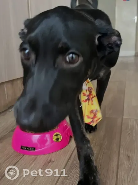 Cachorro encontrado - photo