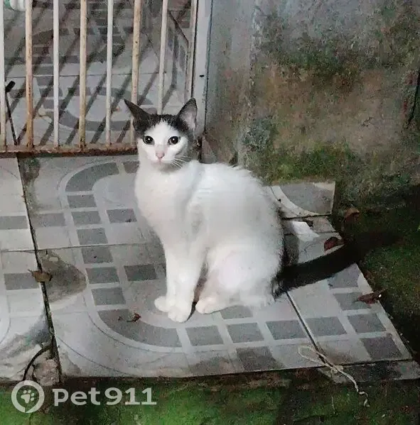 gato encontrada - photo