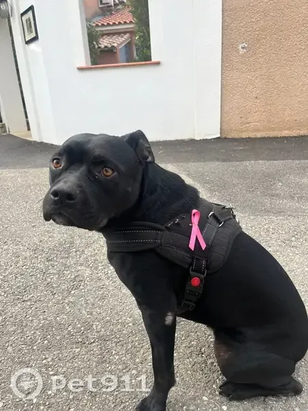 Chien noir perdu, collier rose, Caveirac - photo