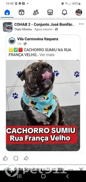 Cachorro perdido - photo