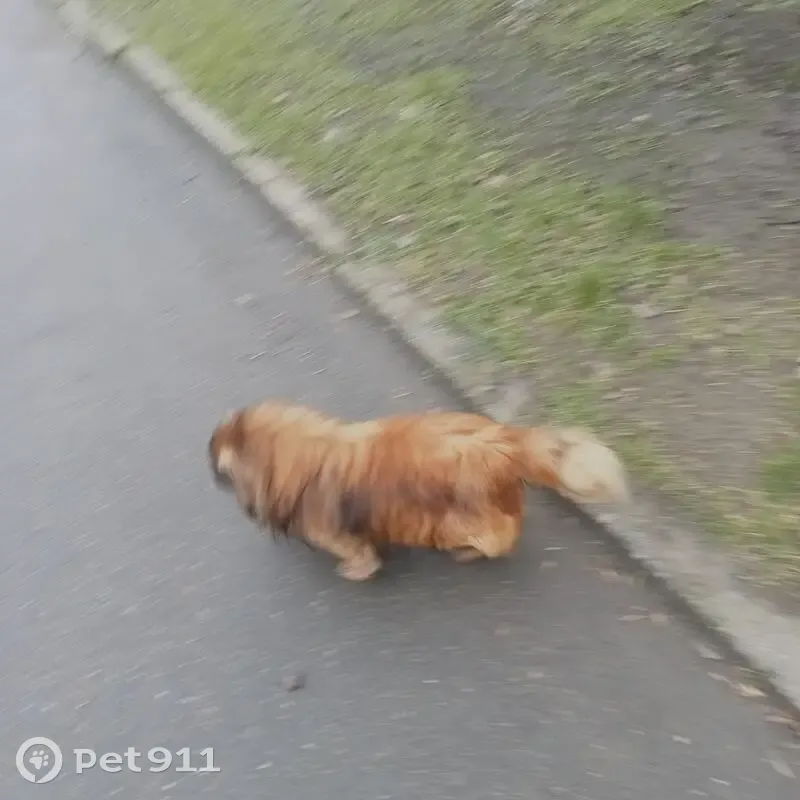 Зниклий метис пекінеса: допоможіть знайти! - photo