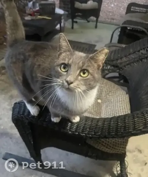 Missing: Bella, Clipped Ear & White Feet - photo