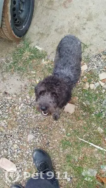 Cachorro encontrado - photo