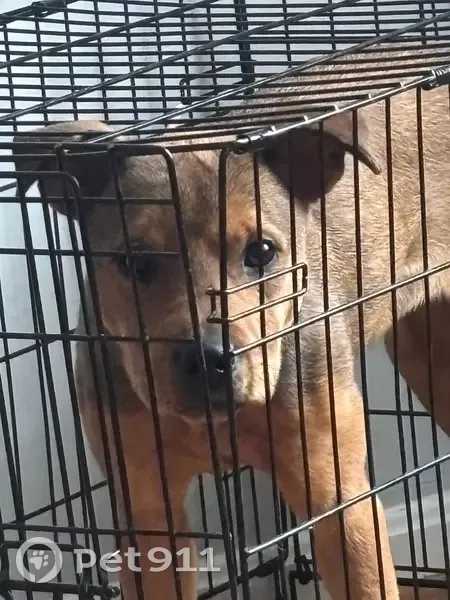 Lost Dog Alert: Cherrywood Place 3417 - photo