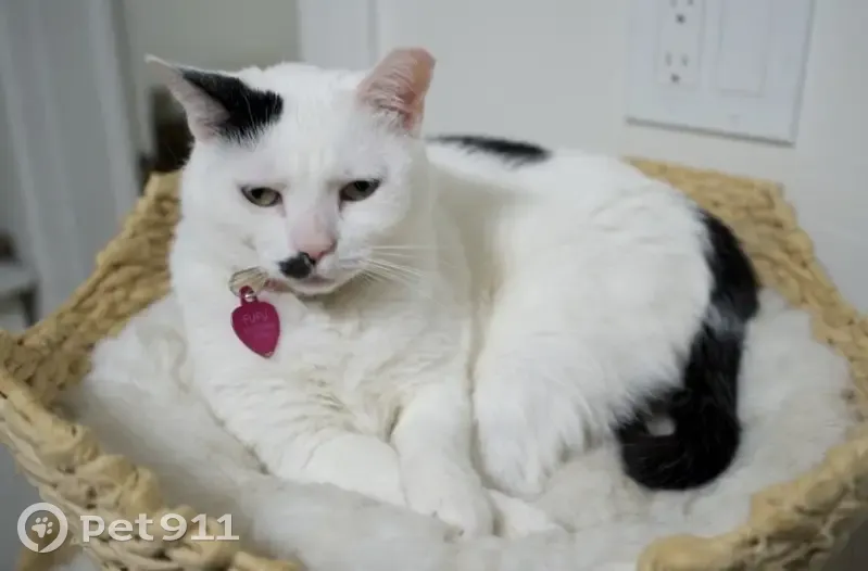 Lost Cat: Friendly Luu on Maple Ave - photo