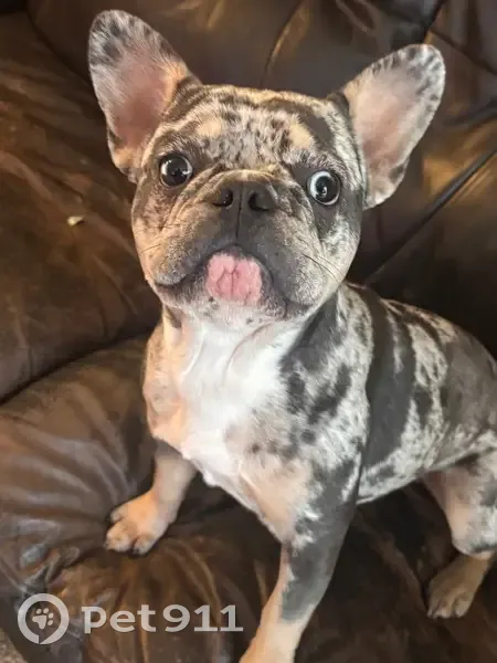 Lost Frenchie: Help Find Nala in WA Terrace - photo