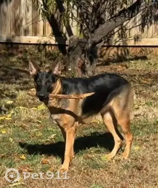 Lost Dog Ella: Black Face, Friendly & Afraid - photo