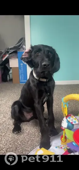 Lost: Jaxon, Sweet Shaggy Lab Mix, 10009 - photo