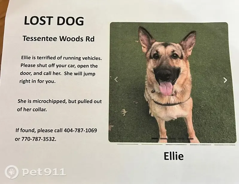 Lost Anxious Shepherd: Tessentee Wood Rd - photo