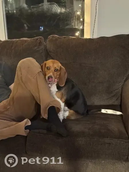 Lost Dog: Sweet Dixie with Pink Collar - photo