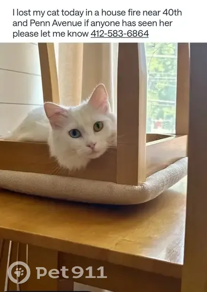 Lost White Long-Haired Cat on Penn Ave - photo
