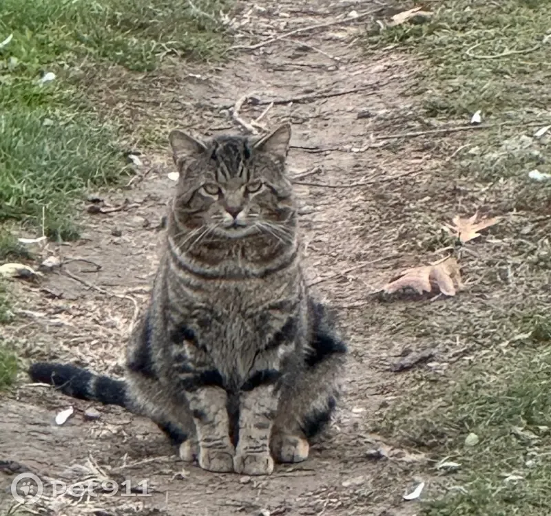 Lost Tabby: Black/Brown/Grey, Sarver - photo