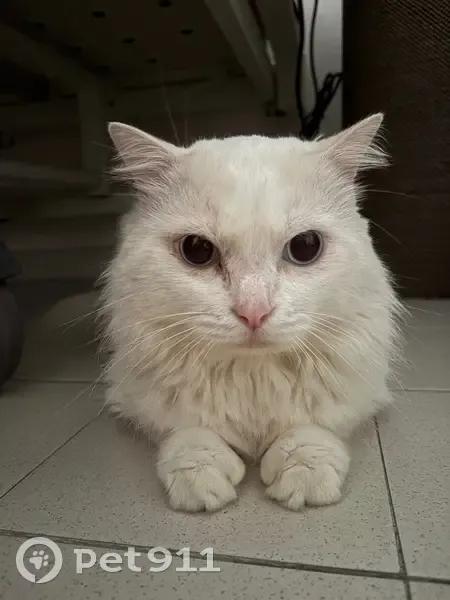 Docile White Ragdoll Cat Found in SG - photo