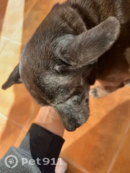 Perro Mayor Perdido en Lorca, Murcia: Negra y Dócil - photo