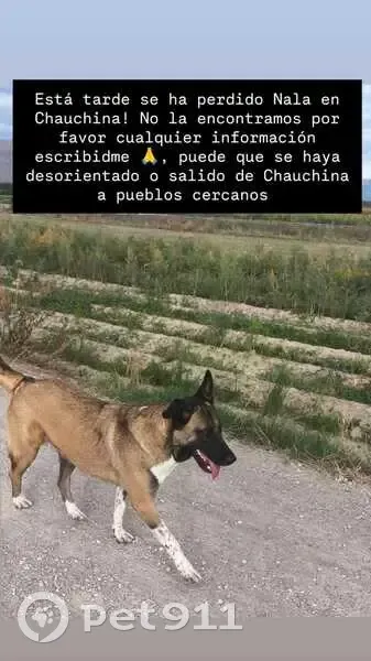 Perro Perdido en Chauchina: Cruce Pastor-Mastín - photo