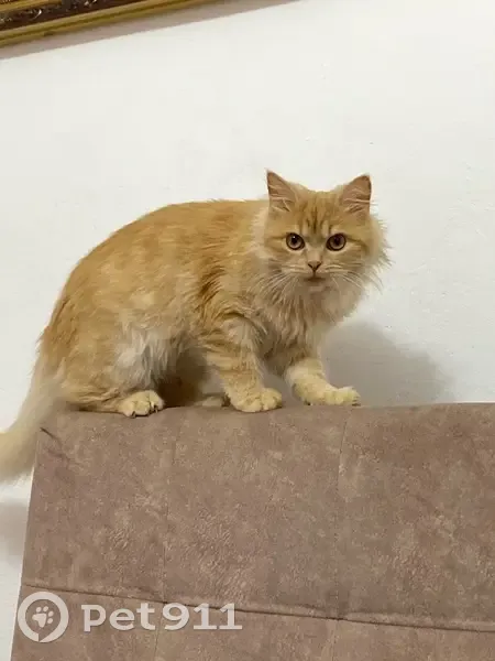 Зникла кішка Руда: допоможіть знайти! - photo