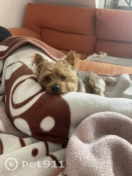 Perro Perdido: KIKO, Marrón y Gris, Murcia - photo