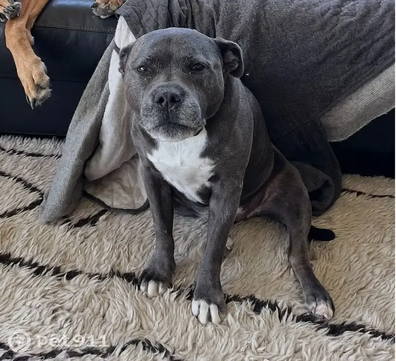 Lost Dog: Blue/Brown, White Chest & Paws - photo