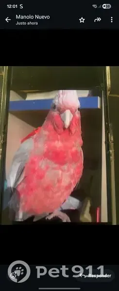 ¡Ayuda! Cacatúa Gala Perdida en Almería - photo