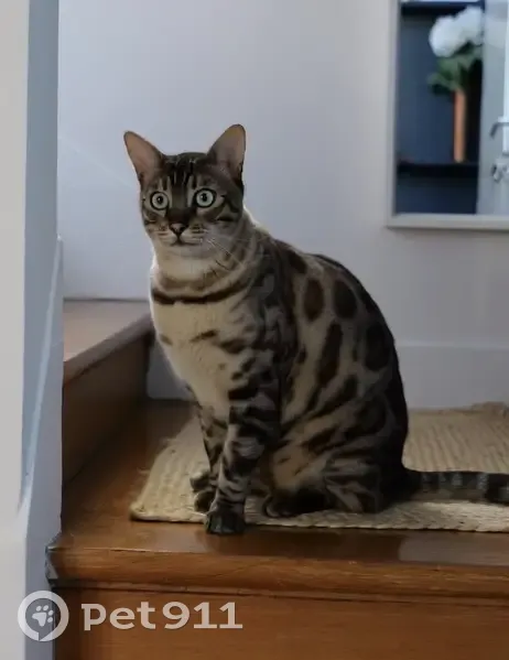 Chat perdu : grand, bleu, gentil, Clamart - photo