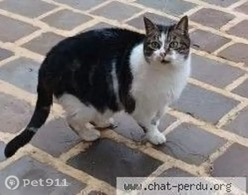 Chat trouvé rue Guy Môquet, Sotteville - photo