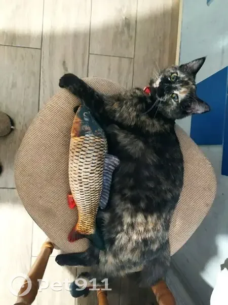 Зникла кішка на Білоцерківській, 2а, Львів - photo