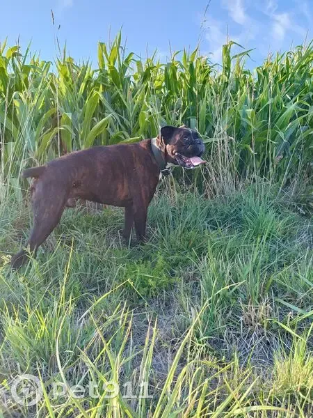 Boxer bringé 9 ans perdu à Pons - photo