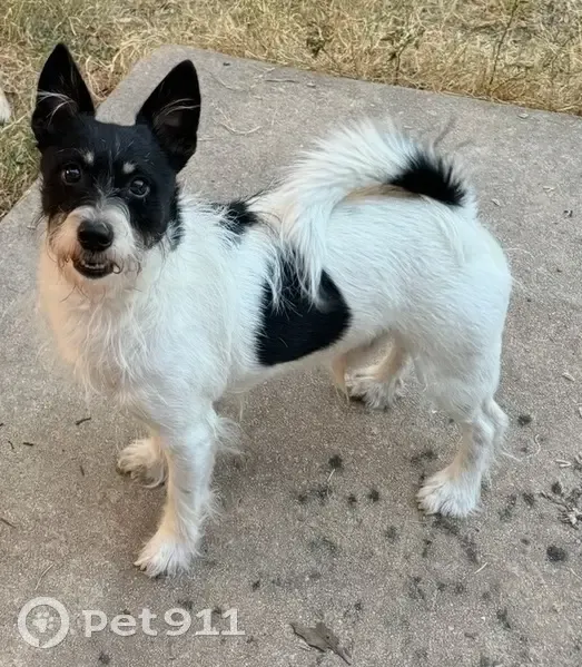 Lost Dogs: Taz & Ginger in San Antonio - photo