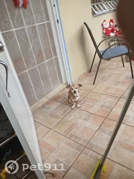 Lost Nervous Dog: Brown & White in Olathe - photo