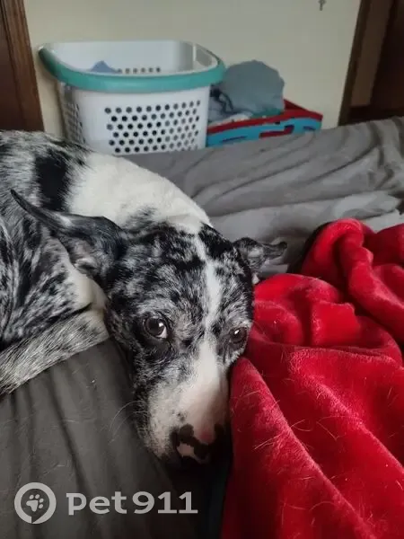 Lost Blue Heeler Mix on Spring Port Rd - photo