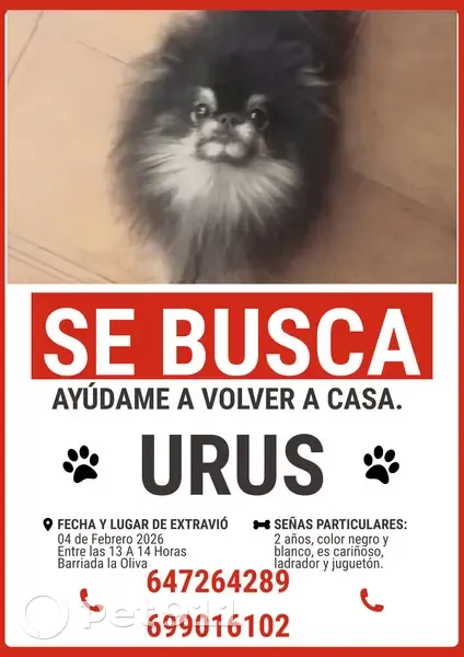 Perro Pomerania Perdido en Sevilla: Ayuda - photo