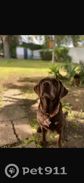 Labradora Chocolate Perdida en Umbrete - photo