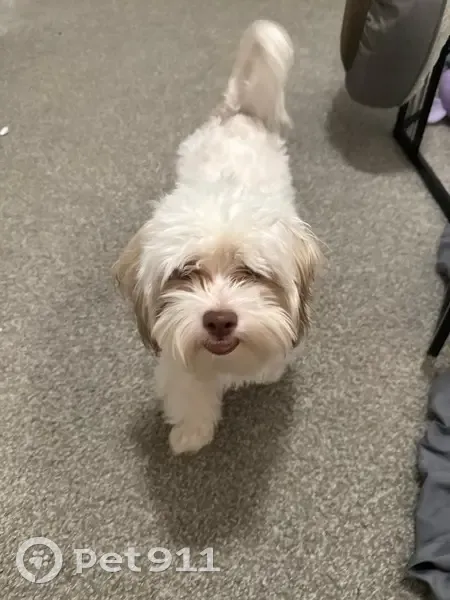 Lost Shihpoo: White/Brown, Towner Ave - photo