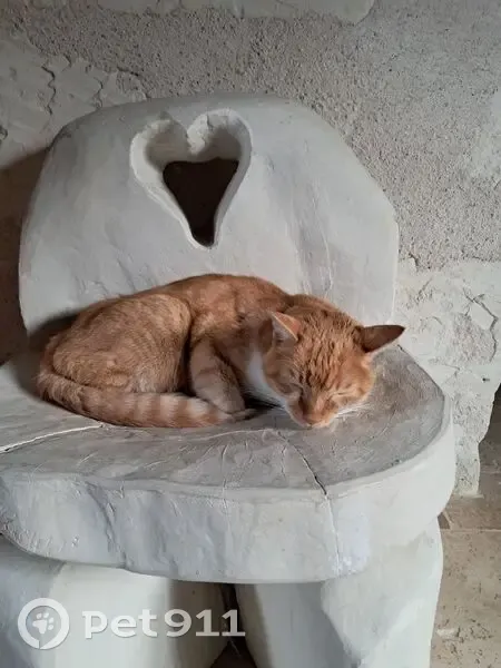 Chat roux trouvé et hébergé à Sainte-Maure - photo