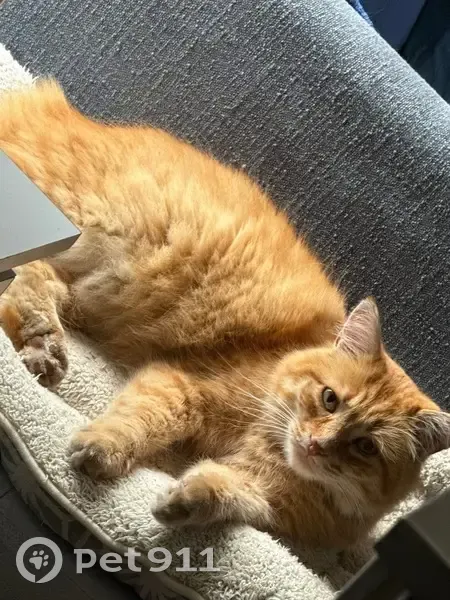 Chat roux perdu, peureux, pucé à Chamalières - photo