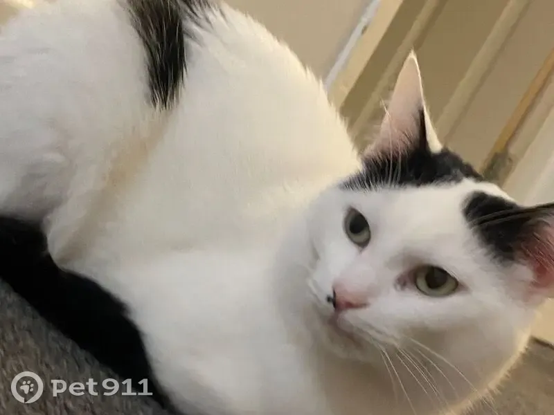 Lost Cat Kondwani: White with Black Spots - photo