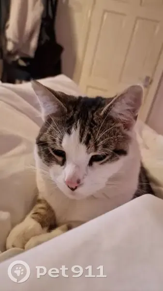 Lost Cat: White & Tabby, Sampson Road - photo